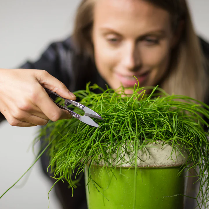 Plant Care